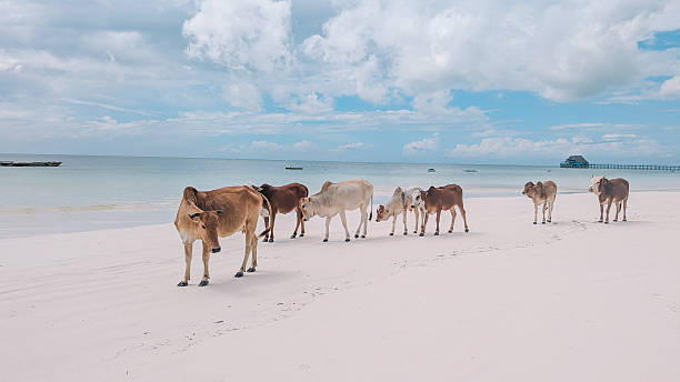 istock Curious cow standing on tropical white sandy beach close to camera 2220716185