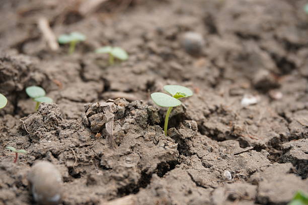 istock A tiny sesame seedling is sprouted from the soil in close up 2220716246