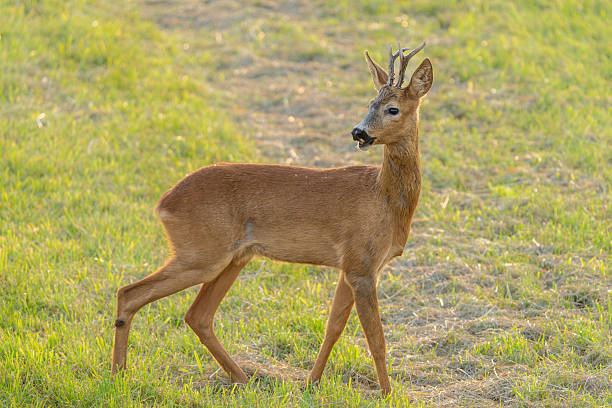 istock Roe deer buck (Capreolus capreolus) standing on meadow in summer light, side view 2220717015