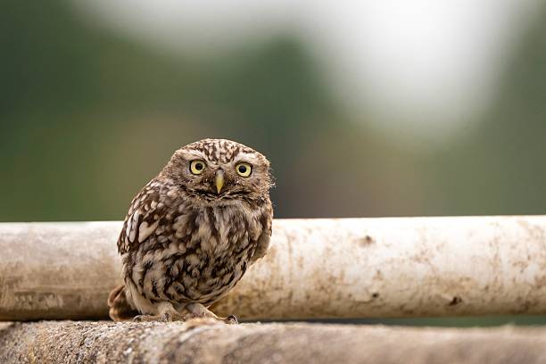 istock Little owl (Athene noctua) perched on old stone wall in rural environment, side view 2220717063