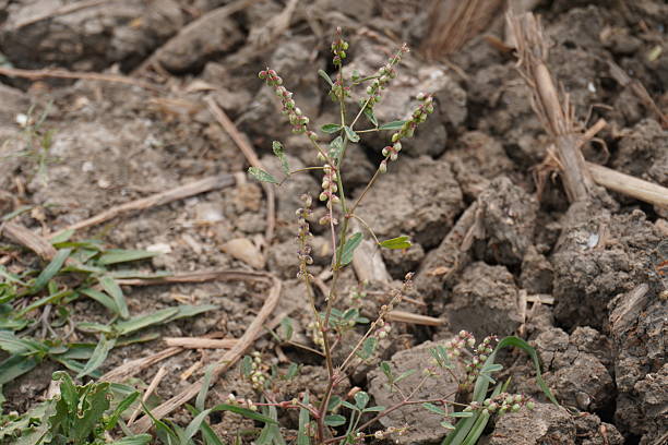 istock Some young plants or weeds are grown in the soil 2220717124