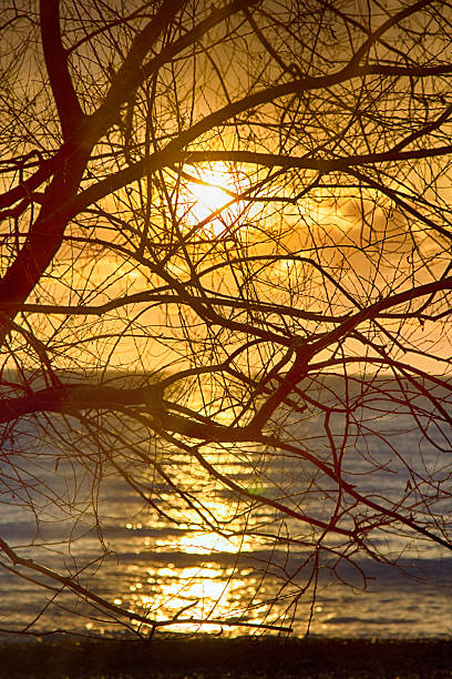 istock Sunset over lake through bare crowns of trees. 2220717299