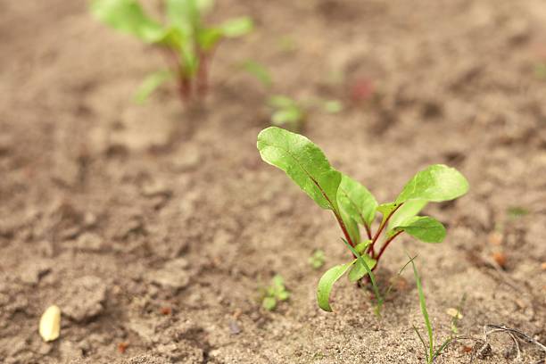 Young beet seedlings in a garden bed