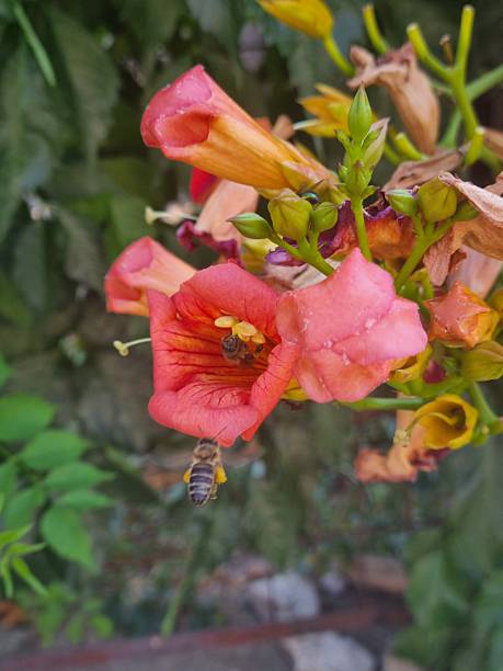 istock Busy Bees on a Summer Trumpet Vine 2220720646