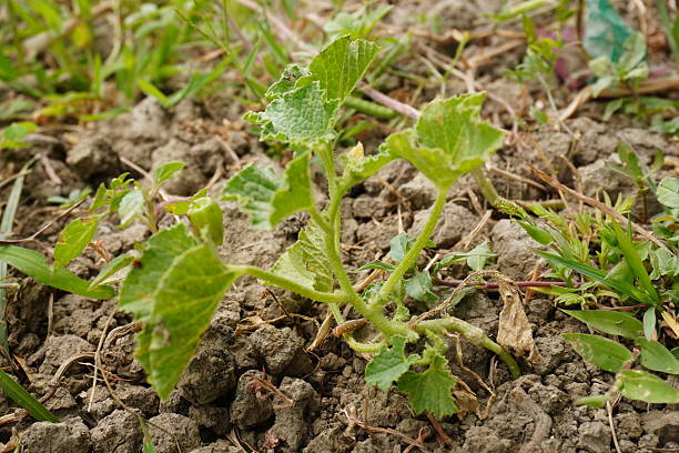 istock Young melon plant has grown on the grass field 2220722579