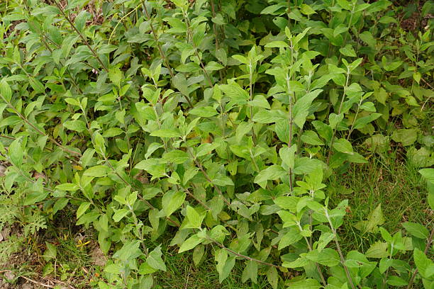 istock A cluster Siam weed or Bitter Bush are growing on the ground 2220722943