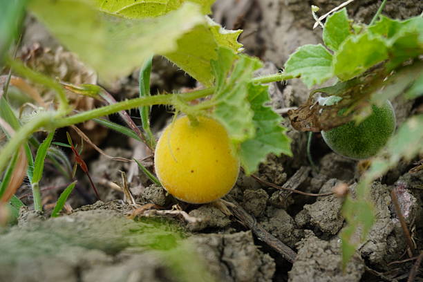 A ripe bitter melon is hanging from its stem in close up