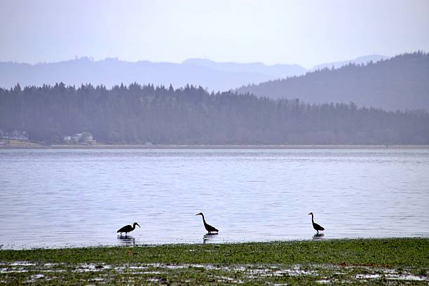 istock Herons of Anacortes 2220723470