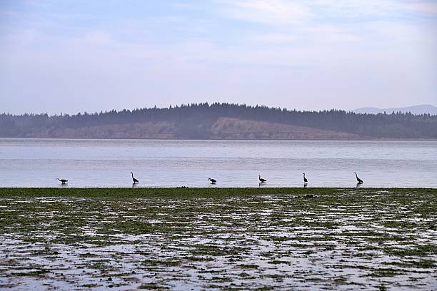istock Herons of Anacortes 2220723476