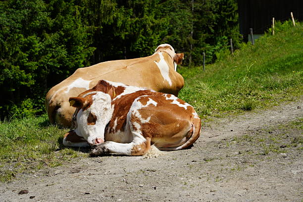 istock Austrian cows. Alpine meadows with cows. Cows are lying on a walking path. Walking path on a sunny summer day. A path through the woods and mountains. 2220723602