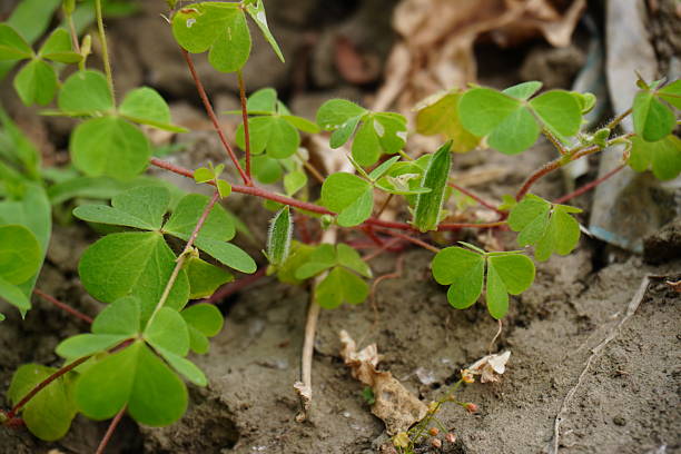 istock Several tiny pods on the stem of the creeping woodsorrel 2220723792