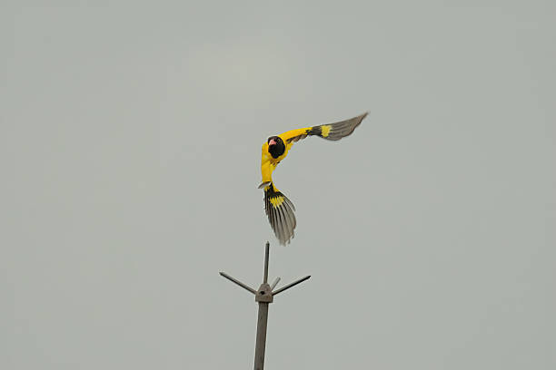 Black-hooded oriole