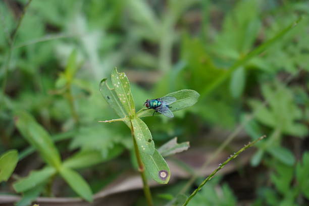 A Common Green Bottle Fly is resting on the tiny green leaf in close up with a blurry background