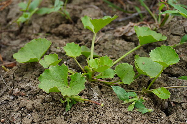 istock Centella asiatica a medicinal herb has found on the ground 2220725765