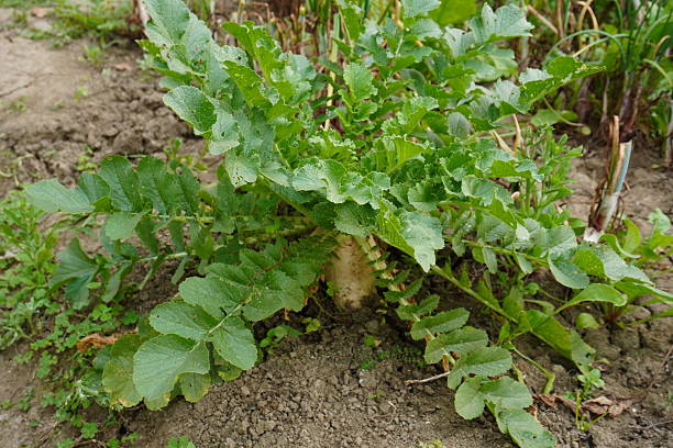 Red radish growing in the vegetable garden. Selective focus.