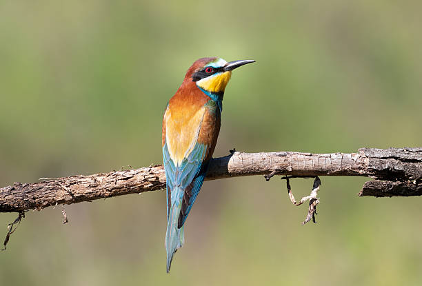 istock European bee-eater, merops apiaster. Early morning bird sitting on a branch, beautiful background 2220728565