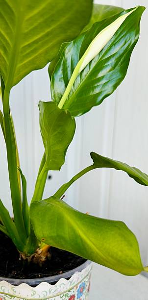istock spraying a flower in a pot 2220730701