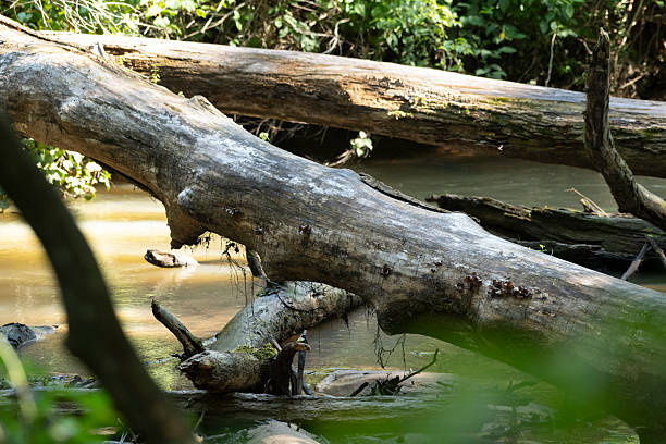 Southern state freshwater wetland forest on a on a sunny day in summer (July). The image was captured in Big Creek, Forsyth, (near Cumming) in Georgia (USA) with a full frame mirrorless digital camera and a sharp telephoto lens, at low ISO, resulting in large clean files and images with shallow depth-of-field. The image is part of a large series of Georgia wetland at different seasons.