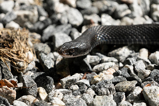 Indian cobra (Naja naja), also known as spectacled cobra, Asian cobra, or binocellate cobra, is a venomous snake in the family Elapidae. Often seen with snake charmers it is moderately sized, heavy-bodied species. Adults are uniformly black in colour on top, while the underside, outside the throat region, is usually light. This species can easily be identified by its relatively large and quite impressive hood, which it expands when threatened. It is native to India, Pakistan, Bangladesh, Sri Lanka, Nepal, and Bhutan.