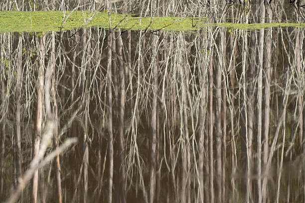Southern state freshwater wetland forest on a on a sunny day in summer (July). The image was captured in Big Creek, Forsyth, (near Cumming) in Georgia (USA) with a full frame mirrorless digital camera and a sharp telephoto lens, at low ISO, resulting in large clean files and images with shallow depth-of-field. The image is part of a large series of Georgia wetland at different seasons.