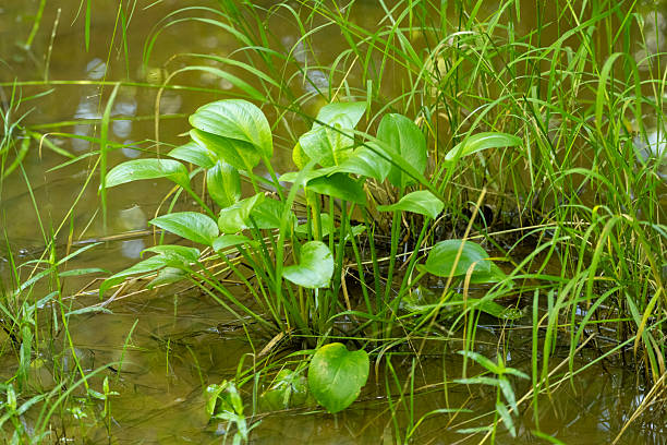 Southern state freshwater wetland forest on a on a sunny day in summer (July). The image was captured in Big Creek, Forsyth, (near Cumming) in Georgia (USA) with a full frame mirrorless digital camera and a sharp telephoto lens, at low ISO, resulting in large clean files and images with shallow depth-of-field. The image is part of a large series of Georgia wetland at different seasons.