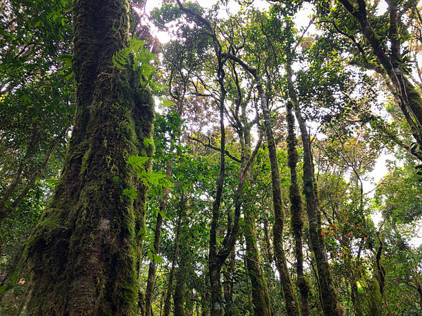 istock Lush Moss-Covered Trees in a Vibrant Rainforest Canopy 2220732095