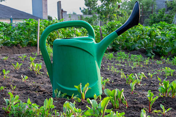 istock The watering can sits upright among emerging beet greens, surrounded by rich soil and a backdrop of a quiet garden space in daylight 2220732885