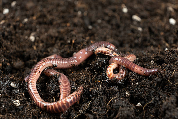 istock Earthworms on Soil Close-Up Macro View. 2220733298