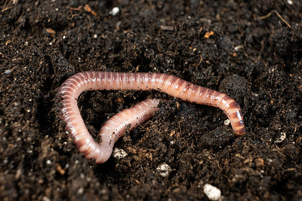 istock Macro Shot of Earthworm on Moist Soil Surface 2220733302