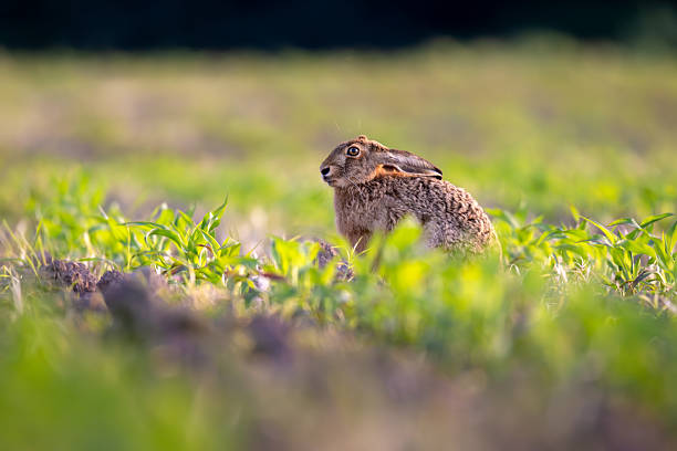 The european hare sitting in the corn field.