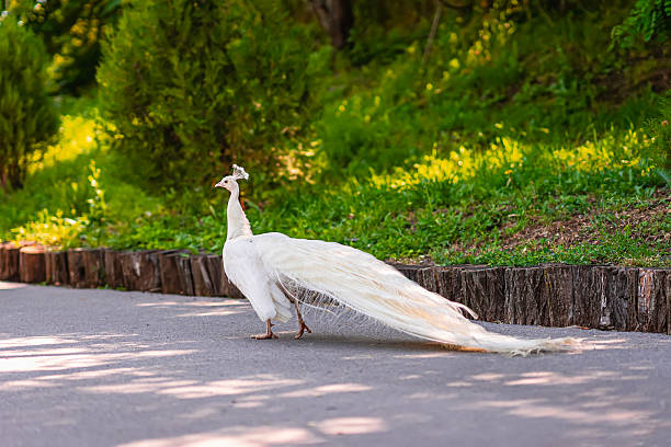 A closer perspective of a peacock with its colorful tail fully fanned out. The framing highlights the peacock's elegant body and face against the intricate backdrop of its feathers.