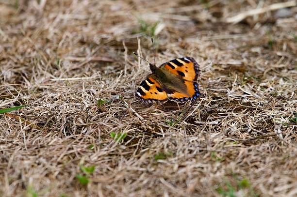 Macro image of a butterfly feeding on a wild plant.