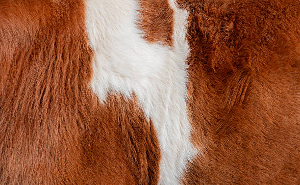istock Detailed brown and white cow hide texture, revealing intricate natural patterns with rich organic details and visual depth for creative design compositions 2220737979