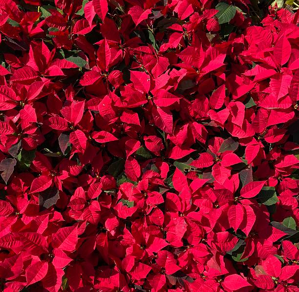 istock Background with red leaves as the main theme 2220738114