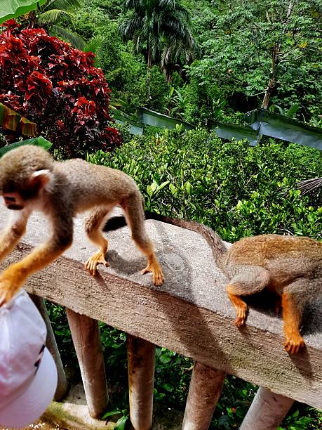 istock Monkeyland in the Punta Cana, Dominican Republic. Monkey park. 2220738144
