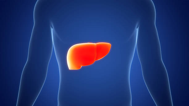 istock Human Internal Digestive Organ Liver Anatomy 2220738575