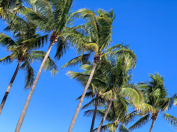 istock Tropical Palm Trees Against a Clear Blue Sky 2220738651