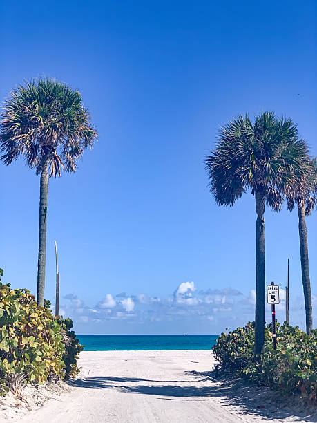 Driftwood on Anna Maria Island