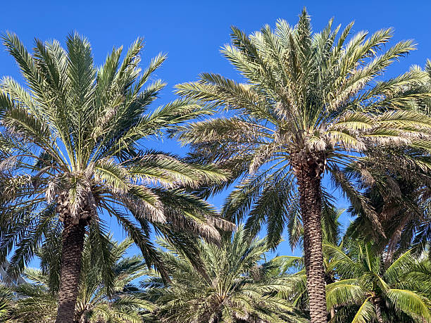 istock Tropical Palm Trees Against a Clear Blue Sky 2220739581