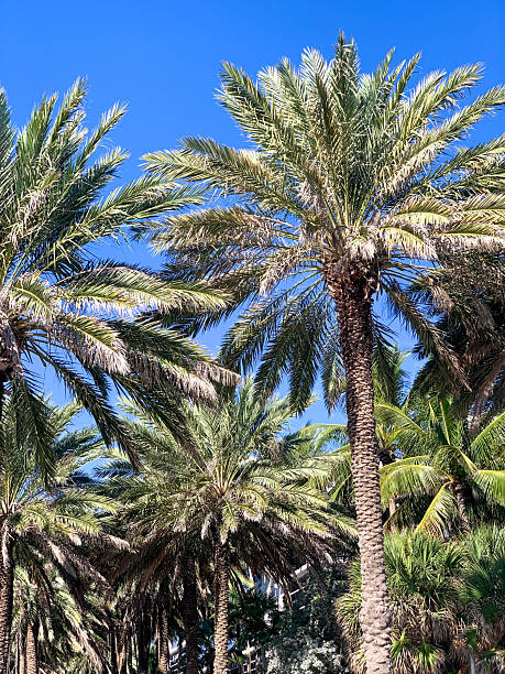 istock Tropical Palm Trees Against a Clear Blue Sky 2220739588