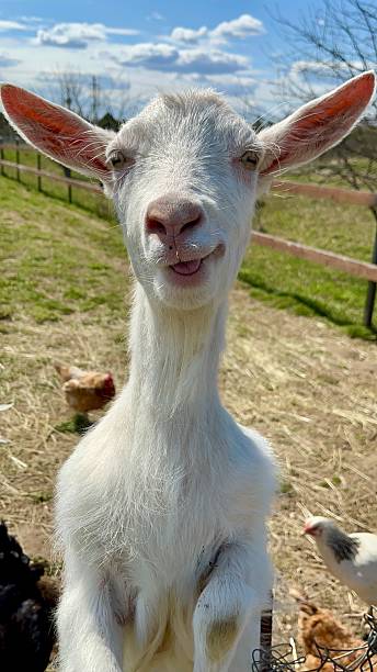 istock Funny goat with big ears 2220741948