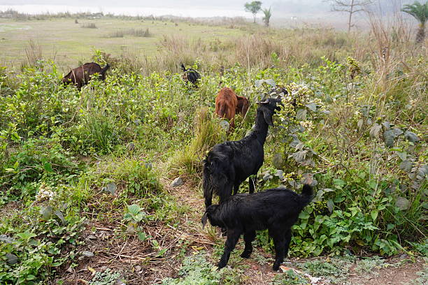 istock Several goats are eating leaves from the green bush 2220742956
