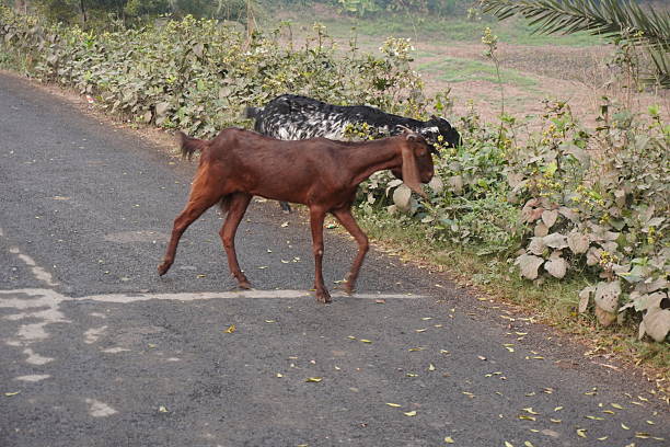 Two goats are crossing the road