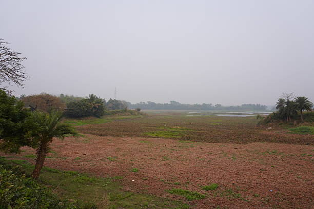 istock The empty field is surrounded with green vegetation, a date palm tree in the foreground 2220743078