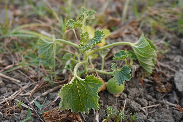 A young bitter apple plant with a tiny melon in close up with a blurry background