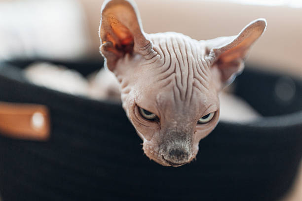 istock Energetic Canadian Sphynx Kitten Playing Indoors 2220745333