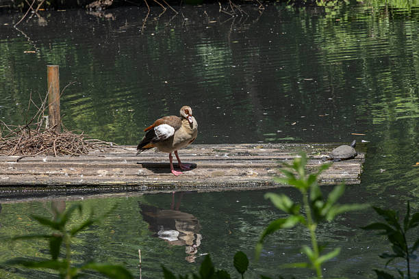 istock Westnil Goose swims around the water 2220746060