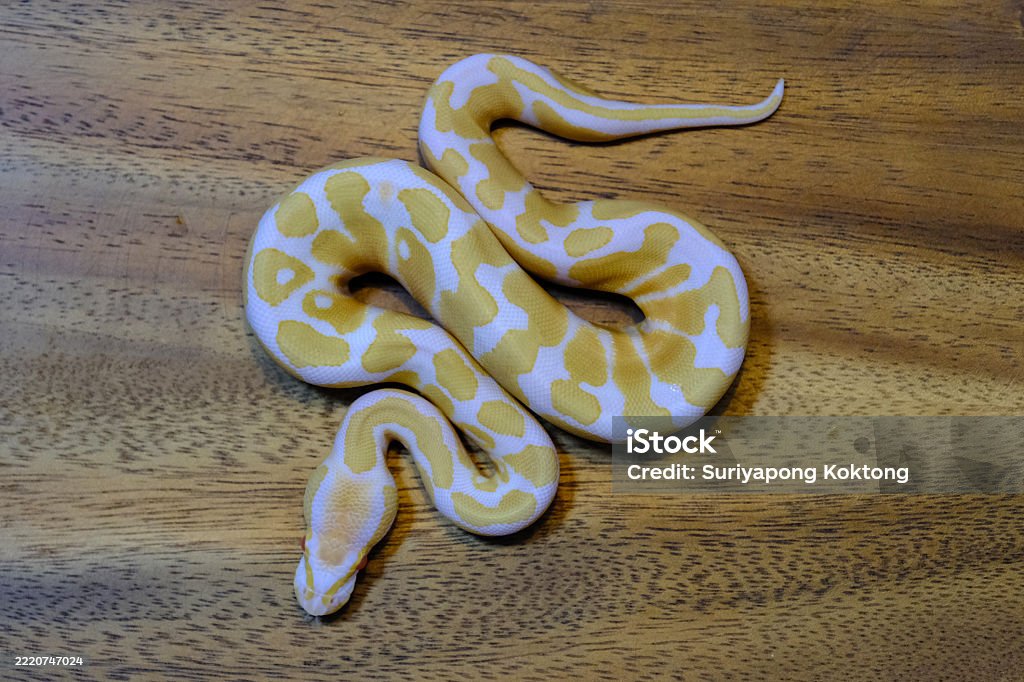 Ball Python Snake Reptile The Royal Serpent Beginner And Popular Snake ...