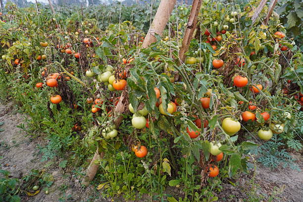 istock Several tomatoes on the plants, the plants getting dried 2220748223