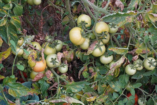 istock Several cluster of ripe and unripe tomatoes on its plants 2220748365